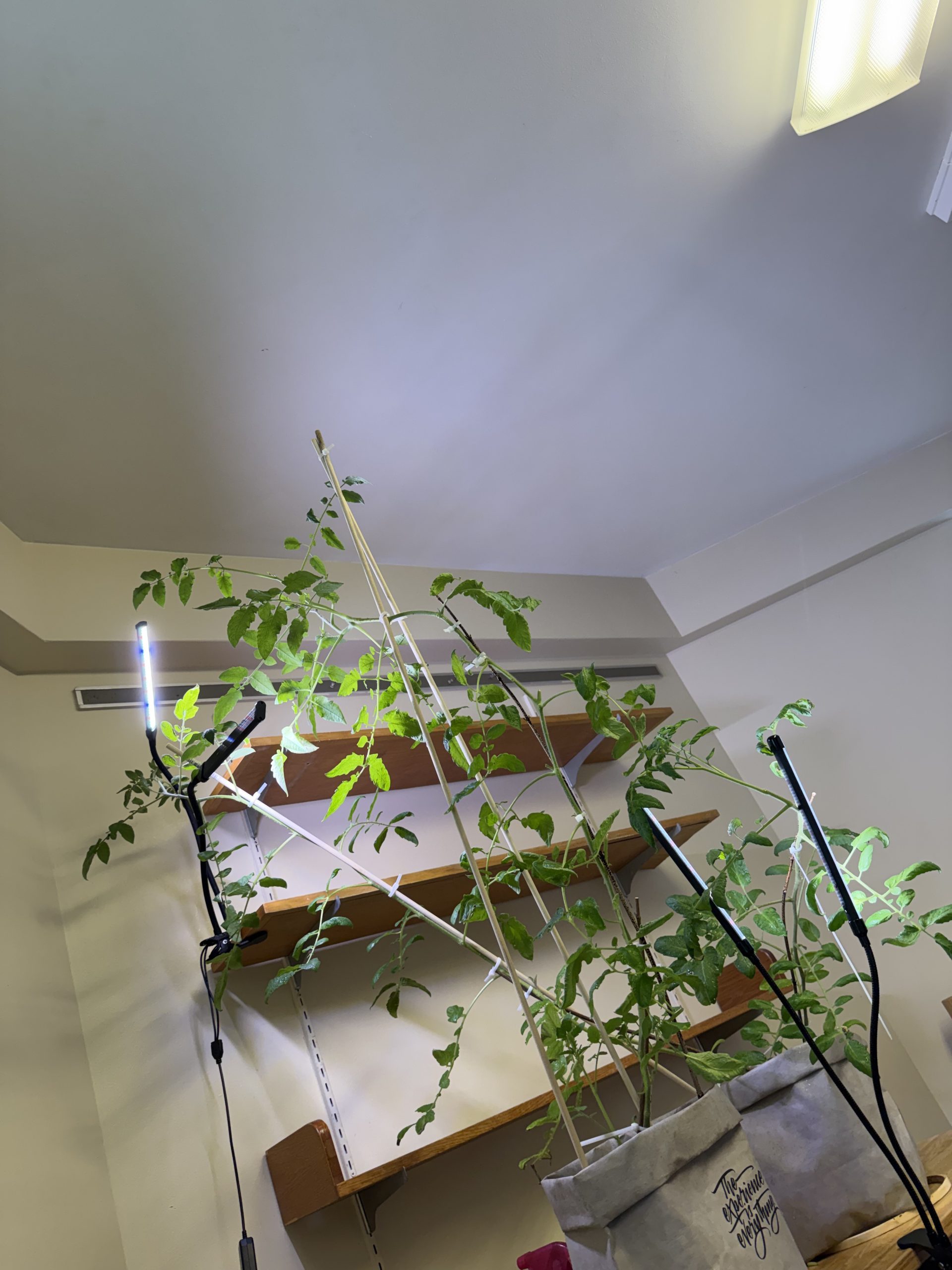 Plants inherited from one of my friends