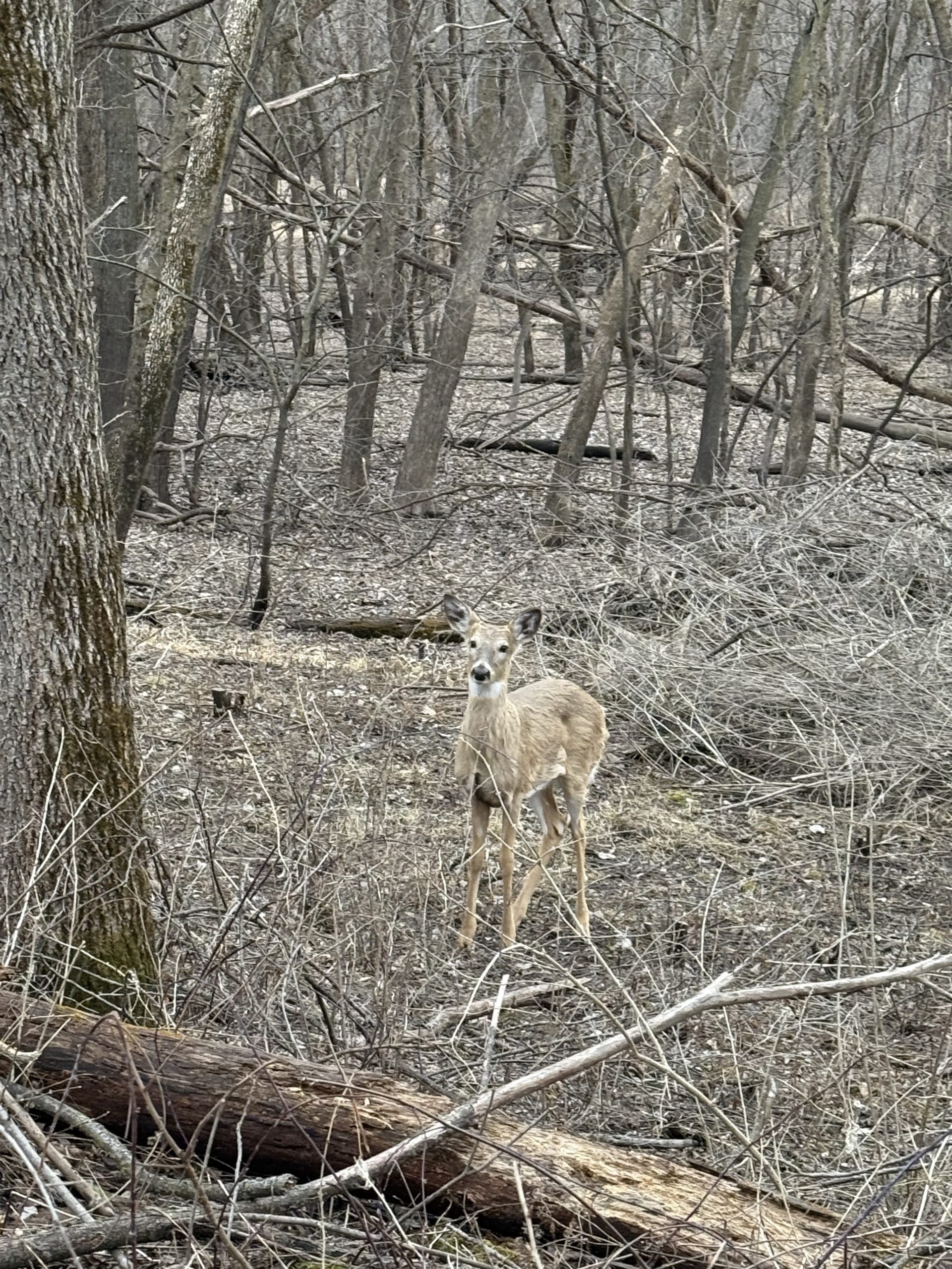 A deer in the woods