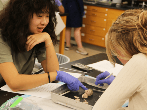 Two students working with brain pieces