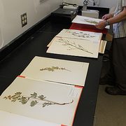 Braker sorts samples in the Carleton herbarium