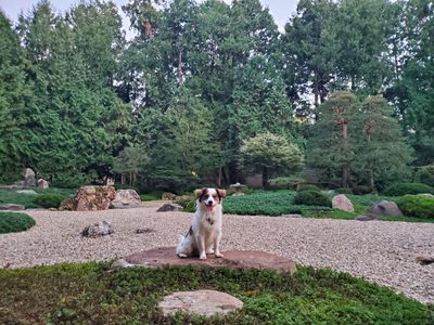 A small, cute dog in the Japanese Garden