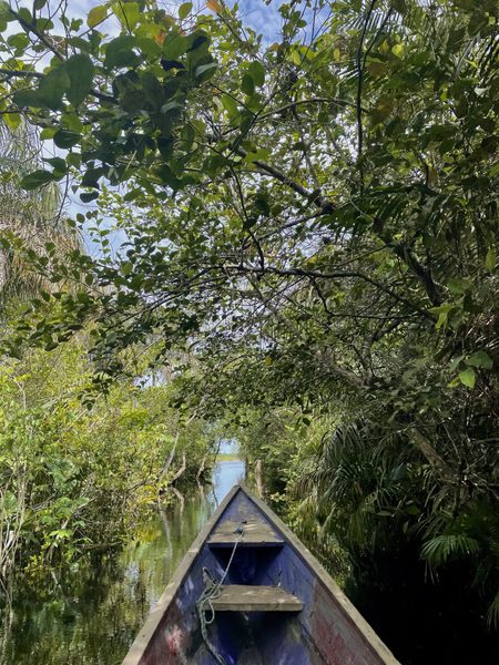 the front of a paint-chipped blue canoe is seen sitting on still water, abundant green trees and foliage line the sides and above the water