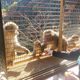 Shannon Liu '23 feeding the monkeys!