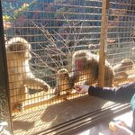 Shannon Liu '23 feeding the monkeys!