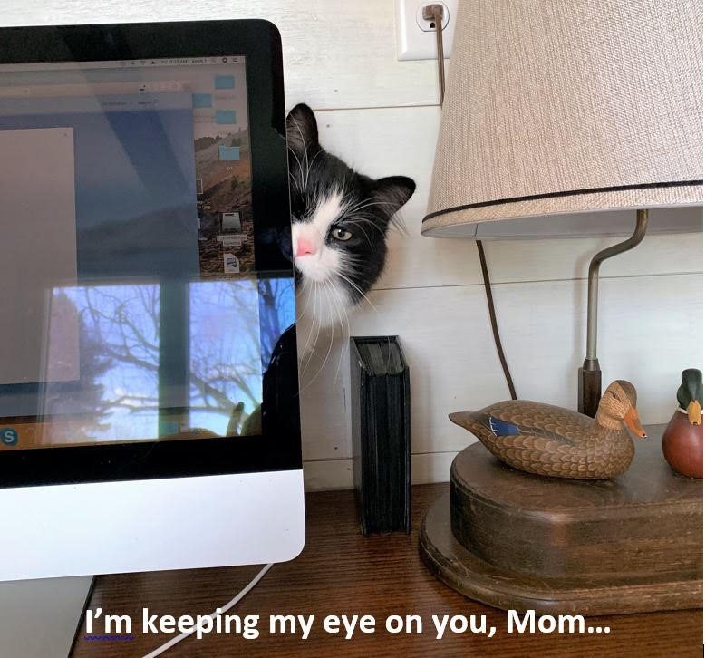 A cat peers from behind a computer monitor