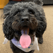 SWA Dog Hours: Case