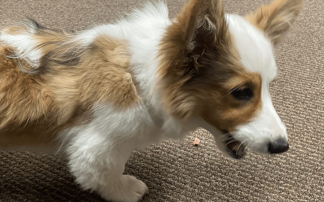 Bea