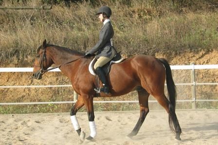 Equestrian Club Member in competition