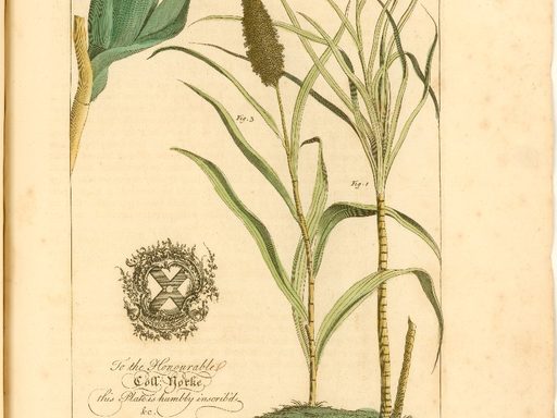 Sugar cane and a stalk of corn or maize, and a stalk of sorghum or guinea corn