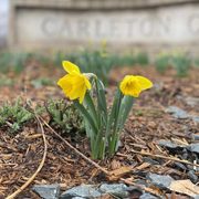 yellow flower blooms in front of stone Carleton College sign