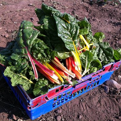 Summer Farm interns- chard harvest