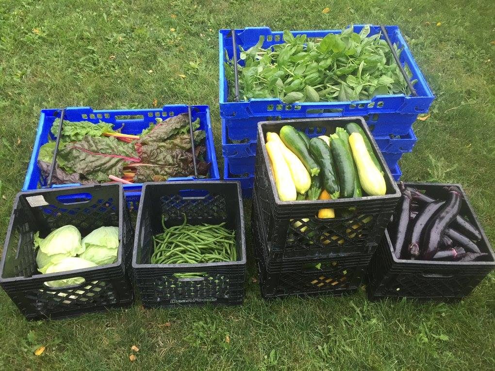 Harvesting At The Farm This Summer – Sustainability At Carleton ...