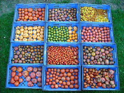 Tomatoes from the farm