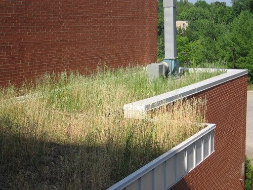 Carleton's green roof