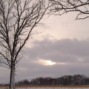 Winter in the Cowling Arboretum