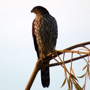 Cooper's Hawk