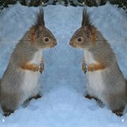 Squirrels