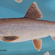 Lake trout from poster of Fishes of the Great Lakes.