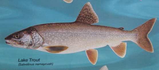 Siscowet Lake Trout and the Value of Uneconomic Resources