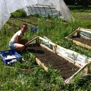 Tori Ostenso'15 working on Carleton's Farm