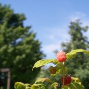 Raspberries