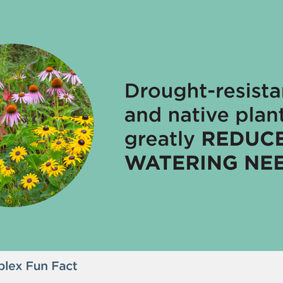 Drought-resistant and native plantings greatly reduce watering needs