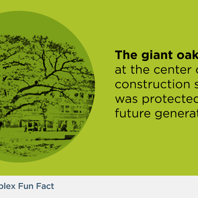 The giant oak tree at the center of the construction site was protected for future generations.