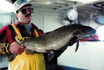 Siscowet Lake Trout and the Value of Uneconomic Resources