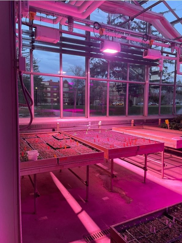 raised garden beds under lights