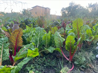 Leafy greens at the farm