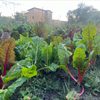 Volunteer at the Carleton Farm