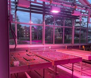 greenhouse interior with plants