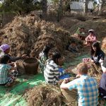 Student researchers harvest peanuts from dried plants alongside villagers in Myanmar