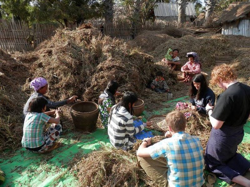 Student researchers harvest peanuts from dried plants alongside villagers in Myanmar