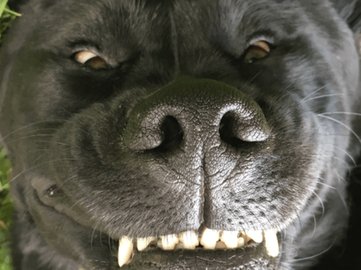 upside-down dog face