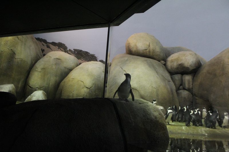 Laura Nakasaka: "Penguins"