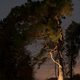 Abby Star: “Night Light”