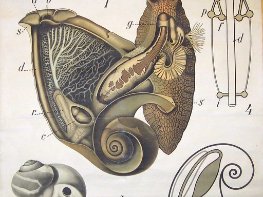Snail Gastropoda Zoologische Wandtafeln Drawn and edited by Paul Pfurtscheller (1855-1927)