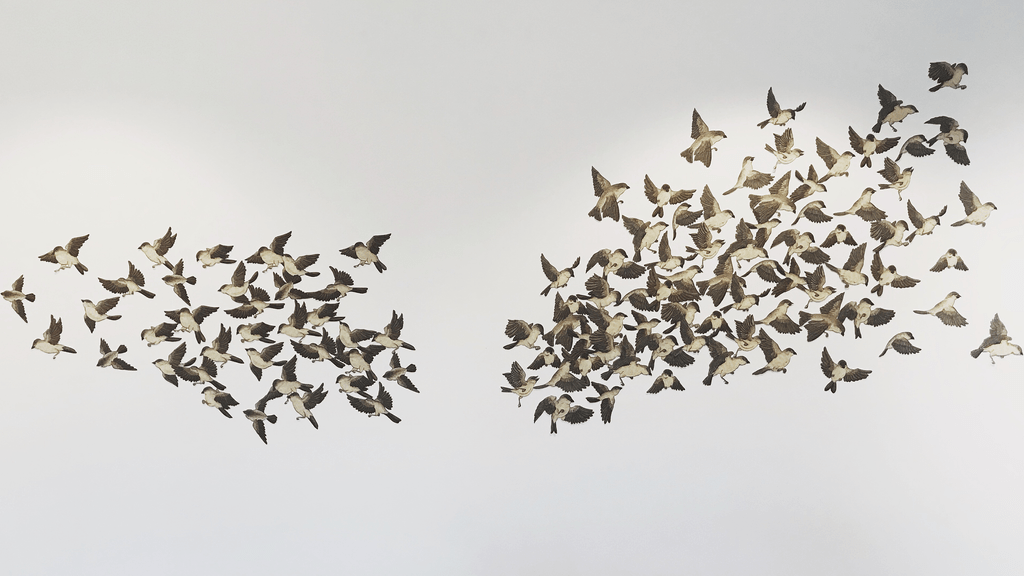 Xinyi Liu artwork (birds)
