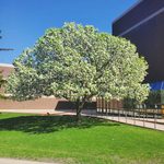 Tree blooming on campus
