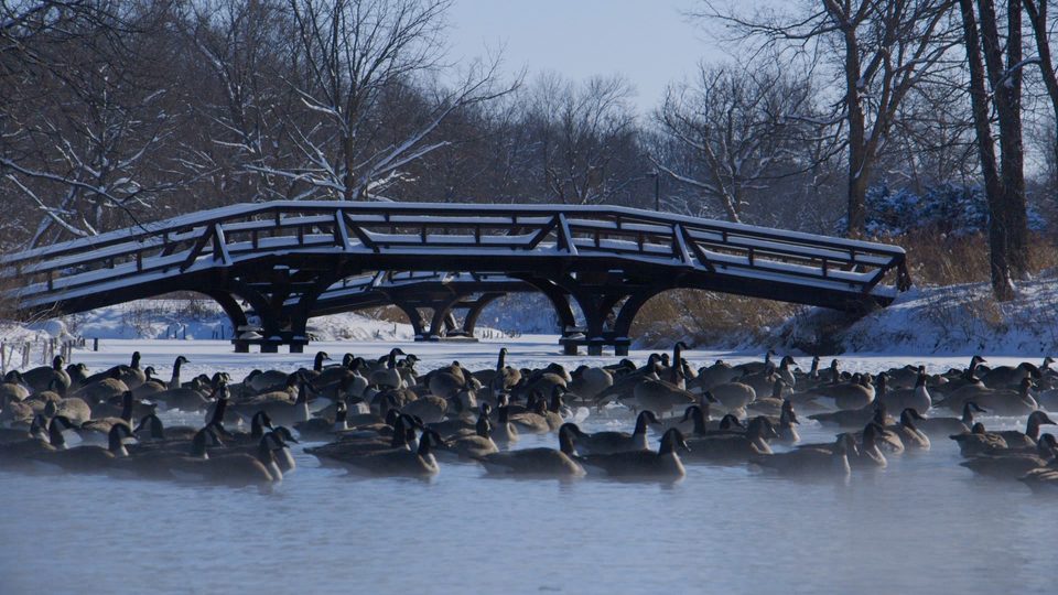 Geese on Lyman Lakes on a wintry day.