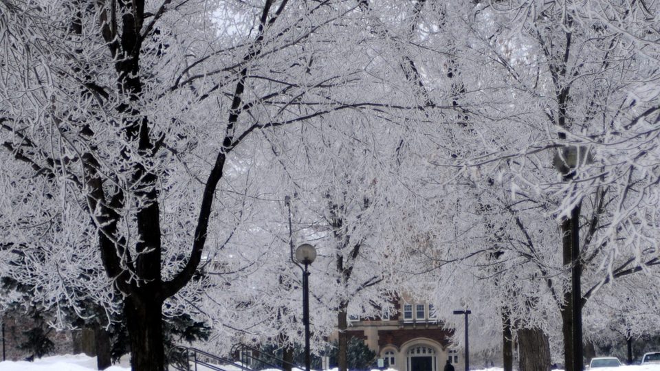 A canopy of frost