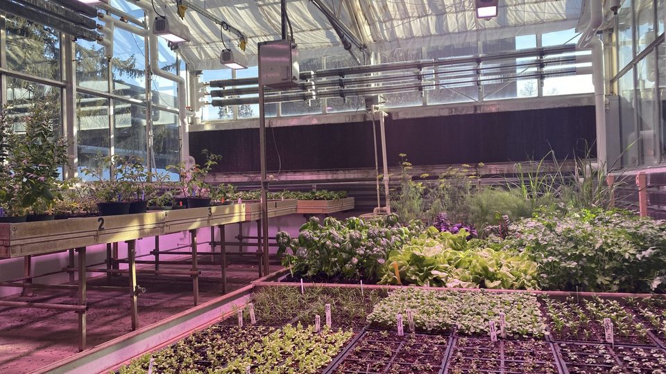 Greenhouse with Heliospectra Lights