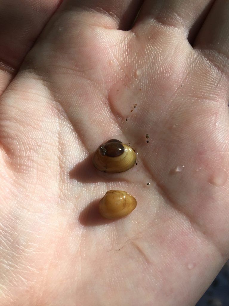Two pea clams in a person's hand.