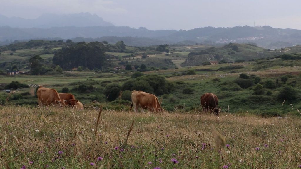 A herd of brown cows grazes on a grassy hill.