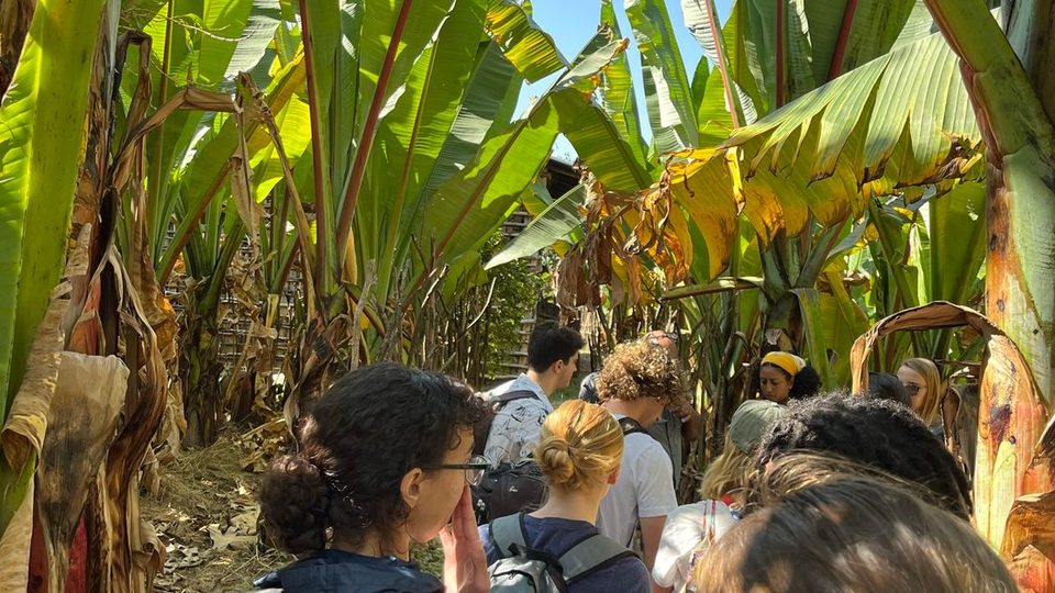 Carleton students walk amongst what look like banana trees.