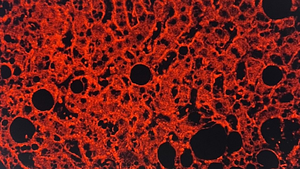 A red and black web on a computer screen