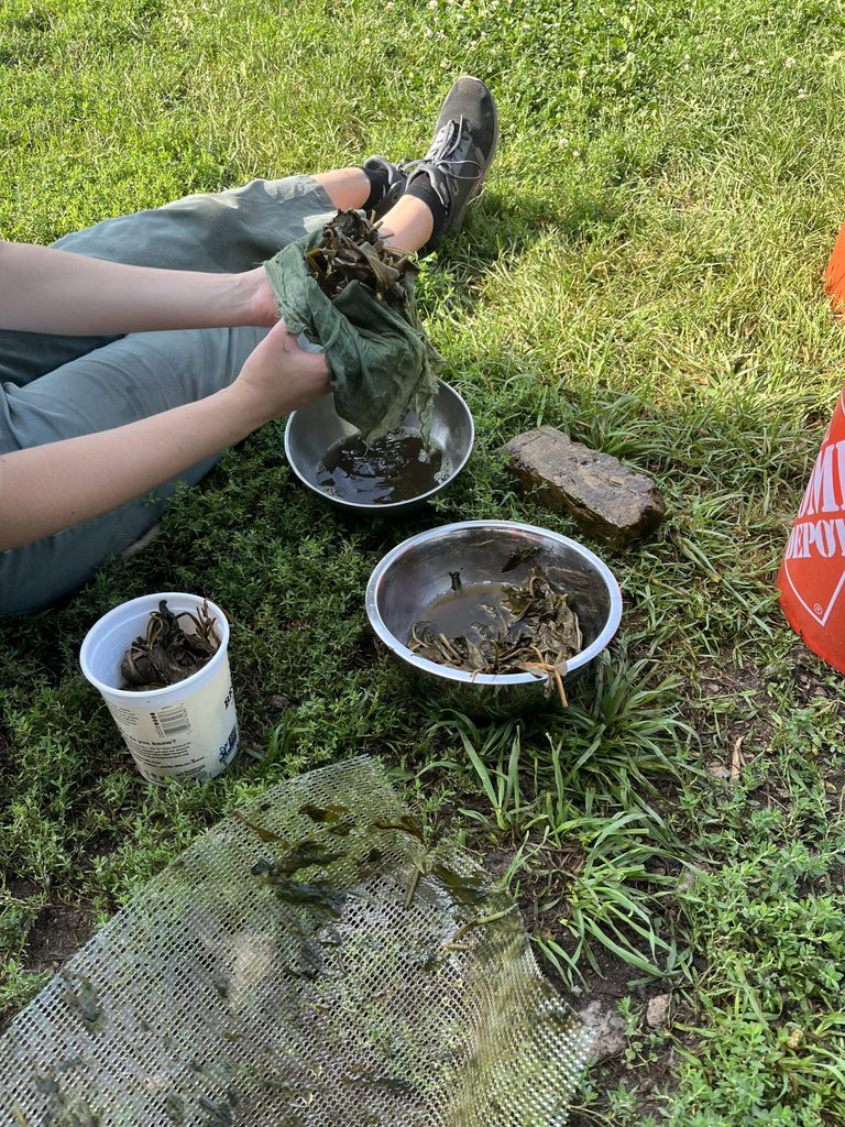 Bowls of woad in grass