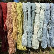 Multicolored skeins of yarn hanging to dry
