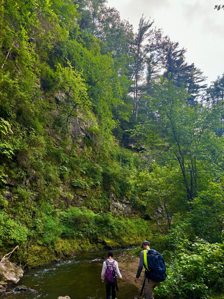 Two people walk through a river amongst green vegetation.